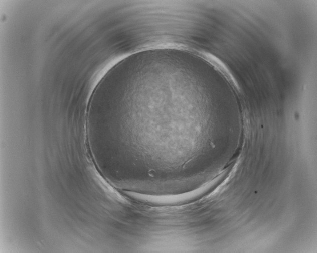 X0000070361244200606161243