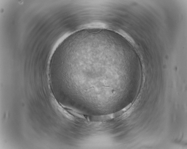 X0000070361248200606161243