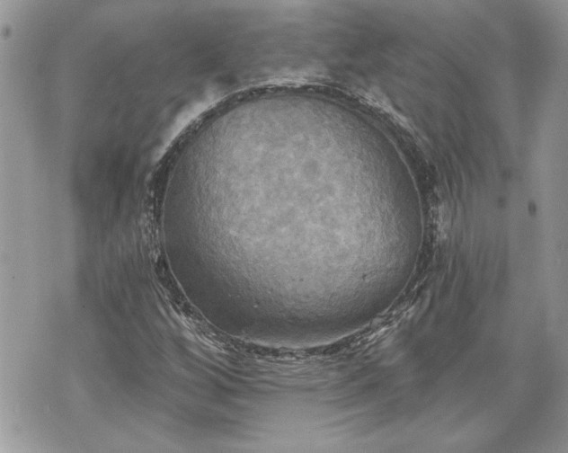 X0000070361256200606161242