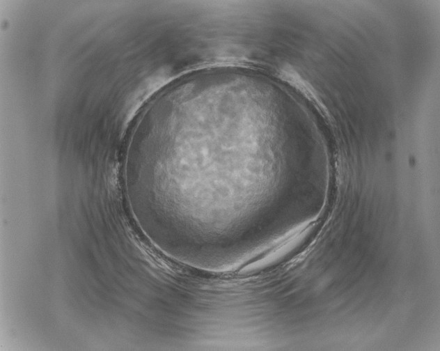 X0000070361260200606161242