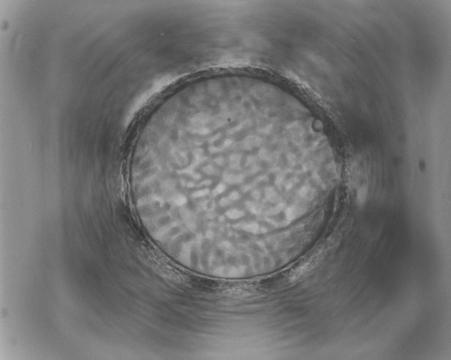 X0000070361262200606161242