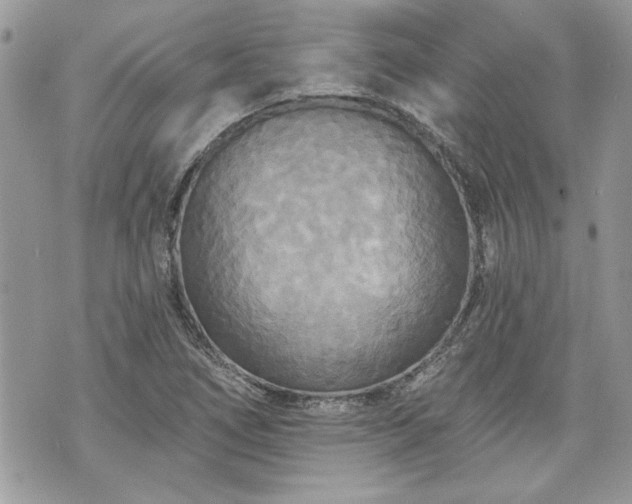 X0000070361266200606161242