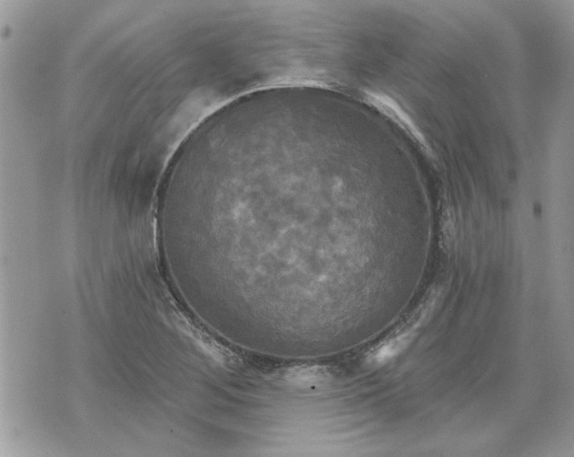 X0000070361268200606161242