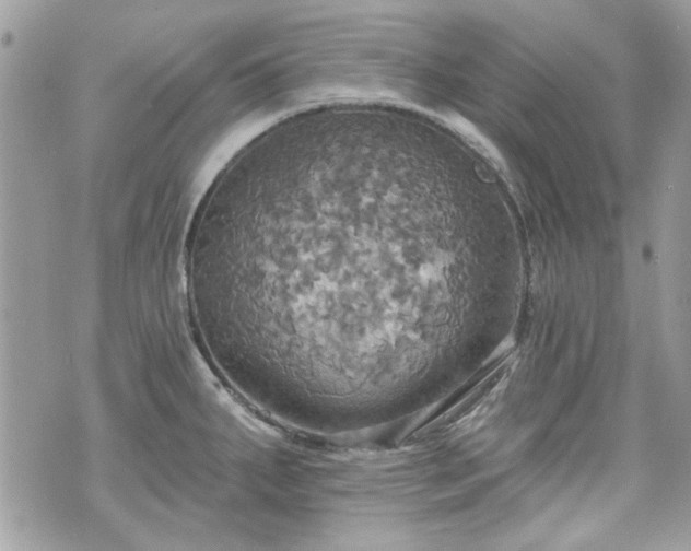 X0000070361287200606161242