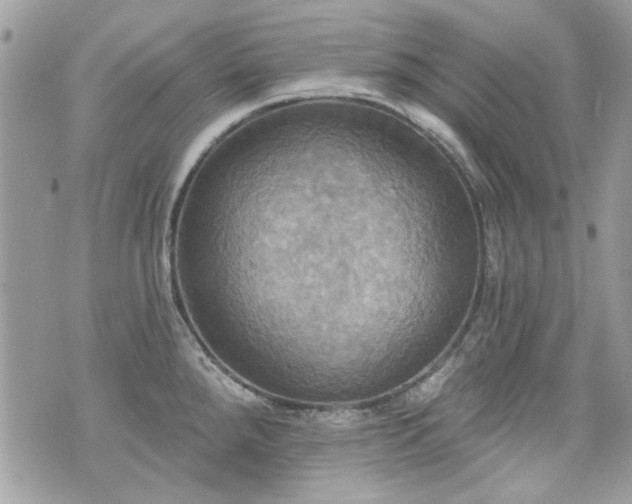 X0000070361288200606161242