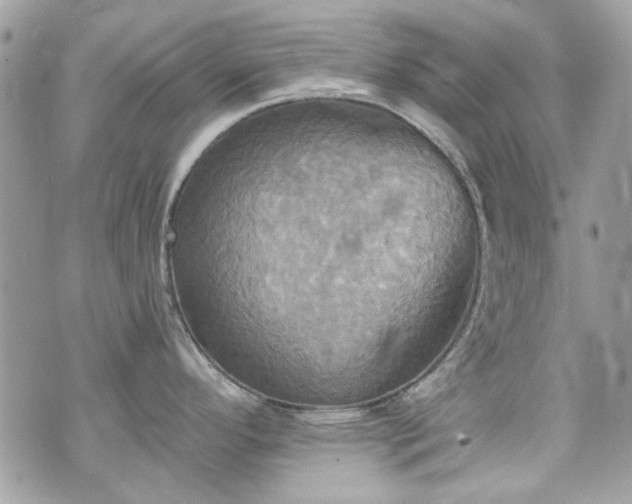 X0000070361296200606161242