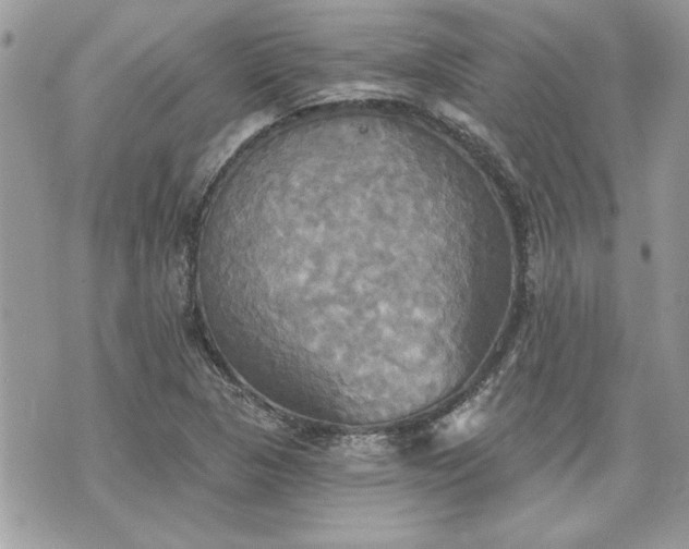 X0000070361313200606161241