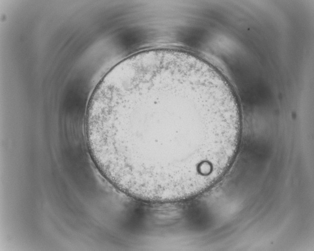 X0000070361338200606161242