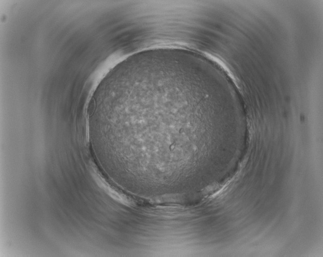 X0000070361371200606161241