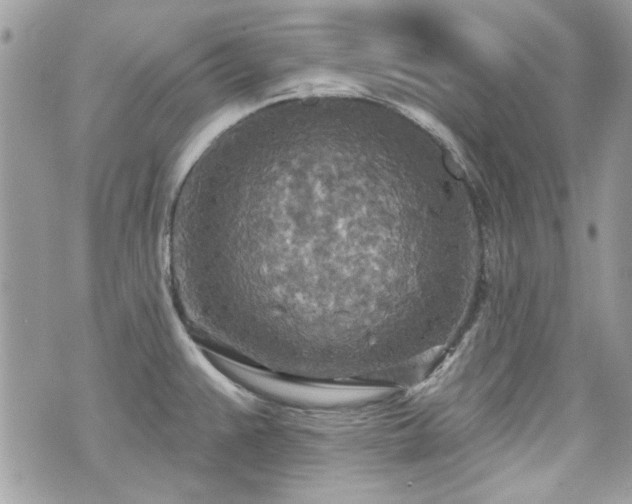 X0000070361383200606161240