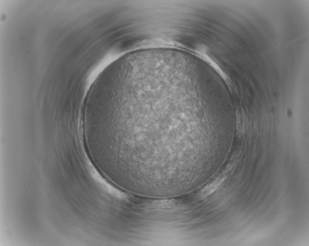 X0000070361387200606161240