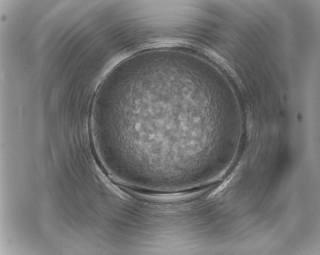 X0000070361417200606161240