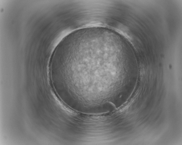 X0000070361423200606161240