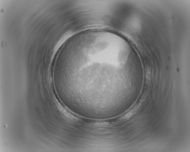 X0000070361466200606161239