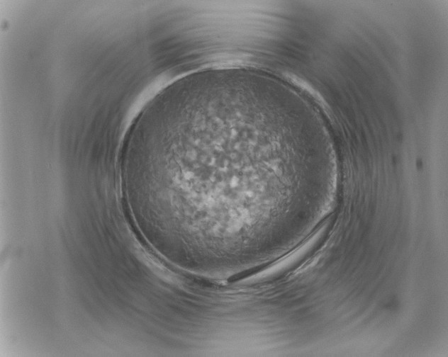 X0000070361467200606161239