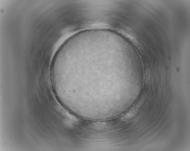 X0000070361470200606161239