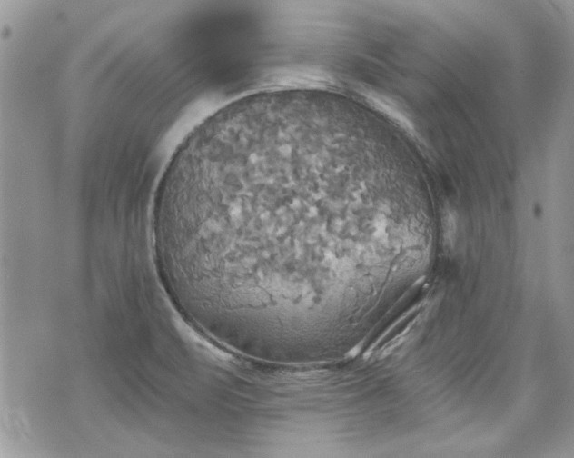 X0000070361471200606161239