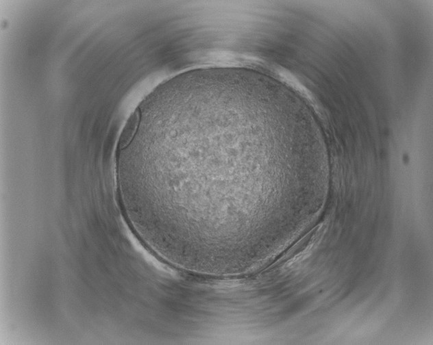 X0000070361479200606161239