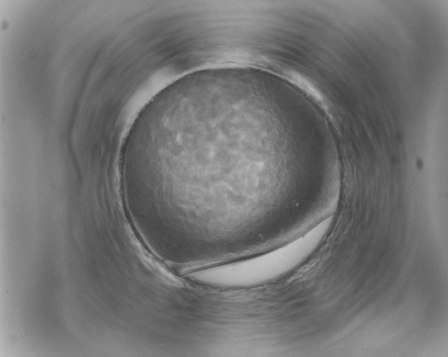 X0000070361480200606161239