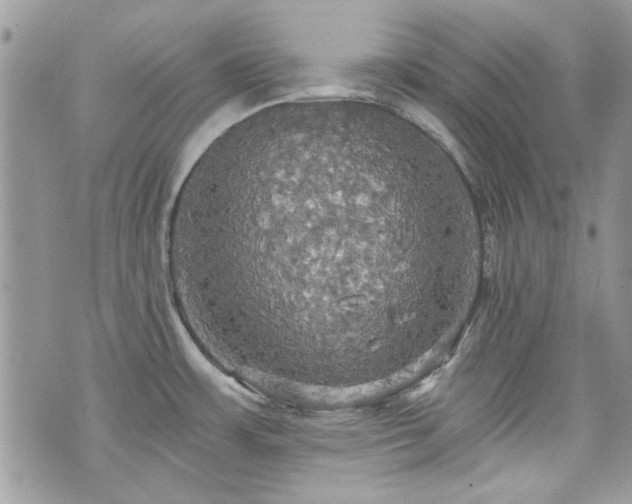 X0000070361483200606161239