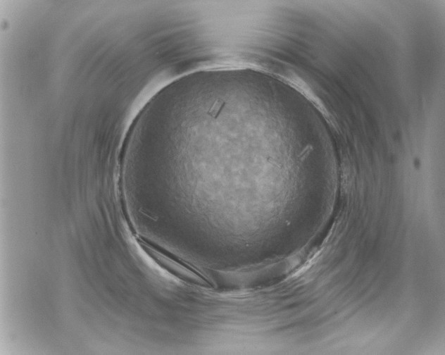 X0000070361484200606161239