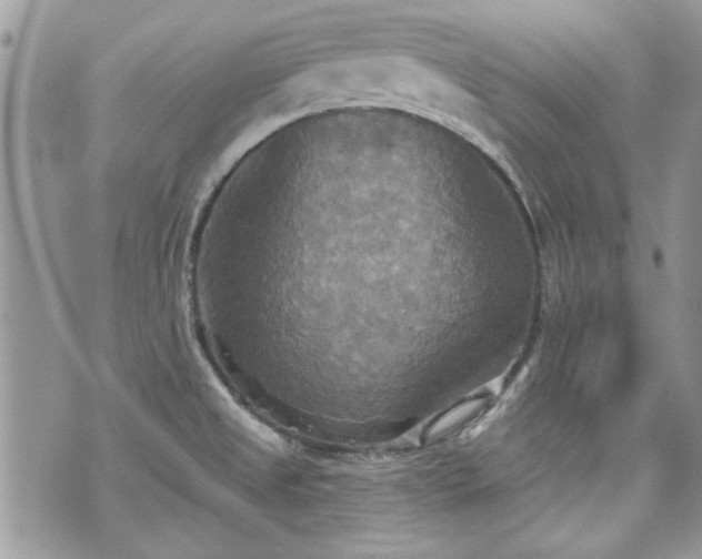 X0000070361525200606161238