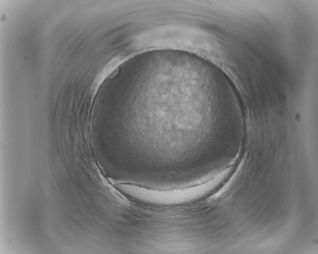 X0000070361529200606161238