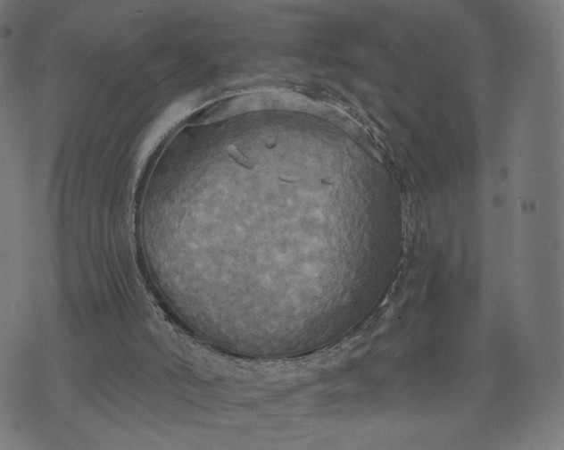 X0000070360006200606231634