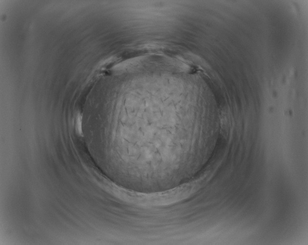 X0000070360046200606231633