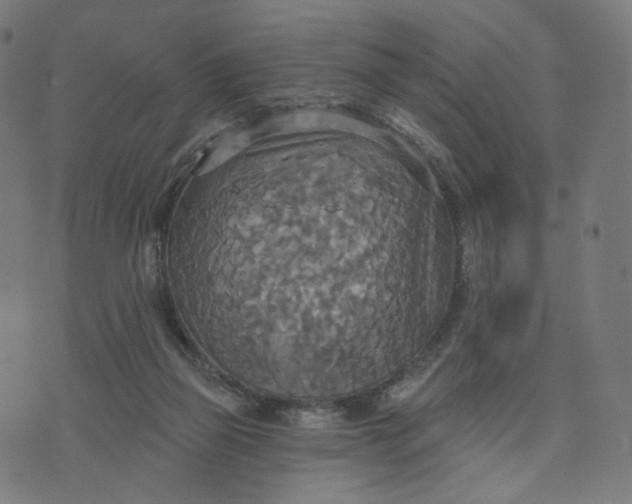 X0000070360165200606231631