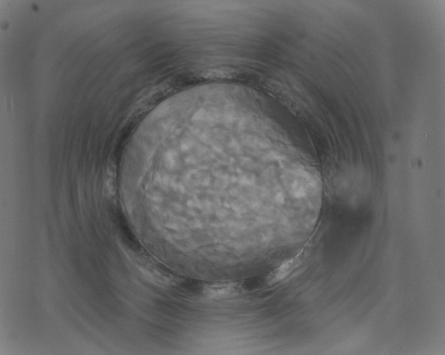 X0000070360175200606231631