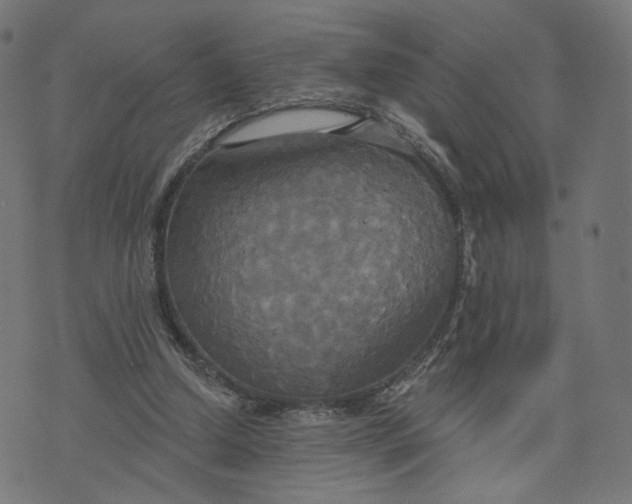 X0000070360250200606231629