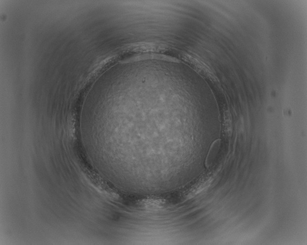 X0000070360255200606231629