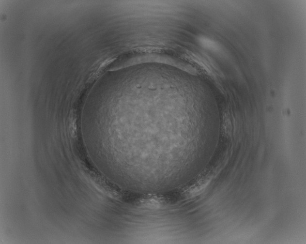 X0000070360259200606231629