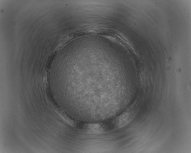 X0000070360265200606231630