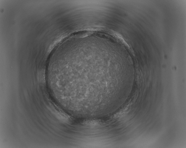 X0000070360299200606231629