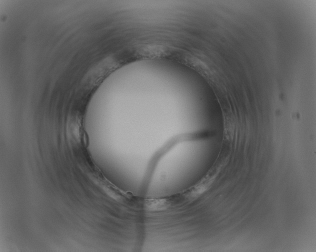 X0000070360334200606231628