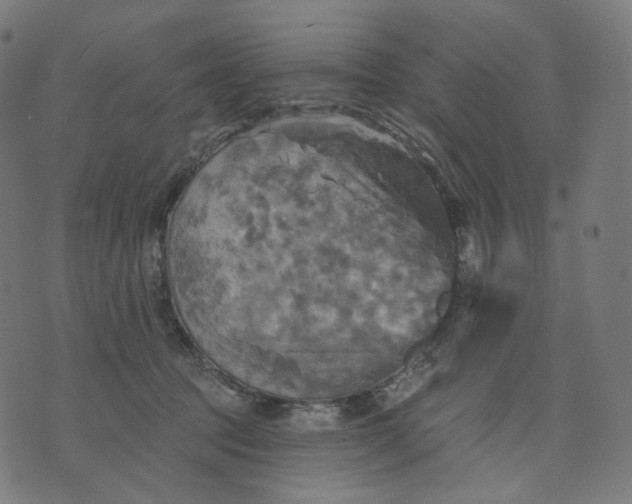 X0000070360369200606231628