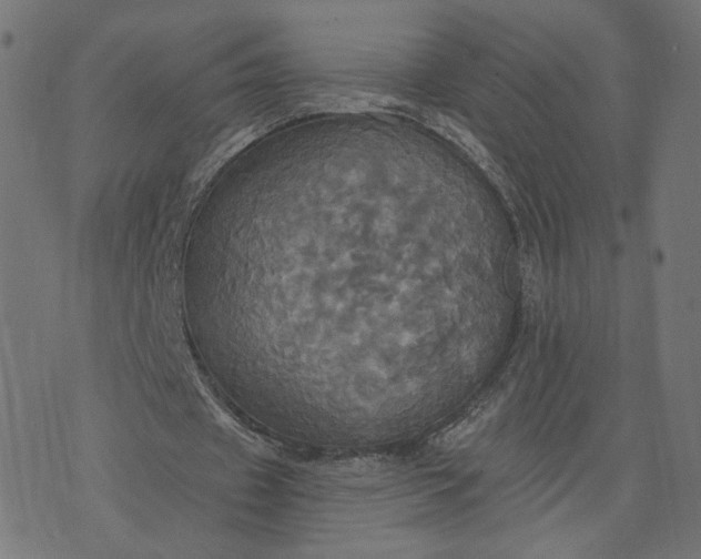 X0000070360433200606231626