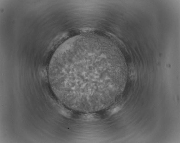 X0000070360523200606231625