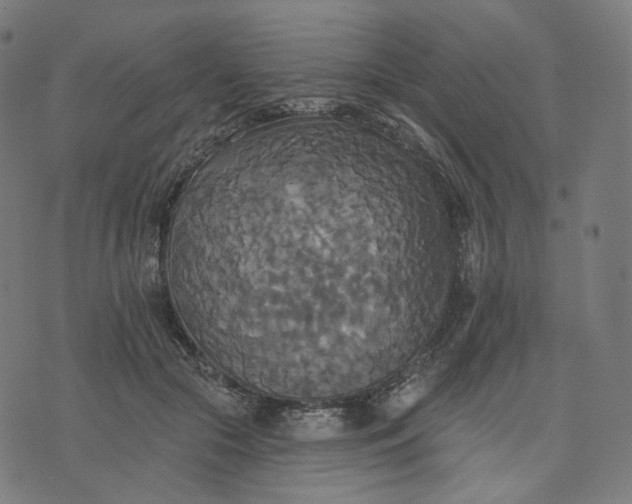 X0000070360553200606231625