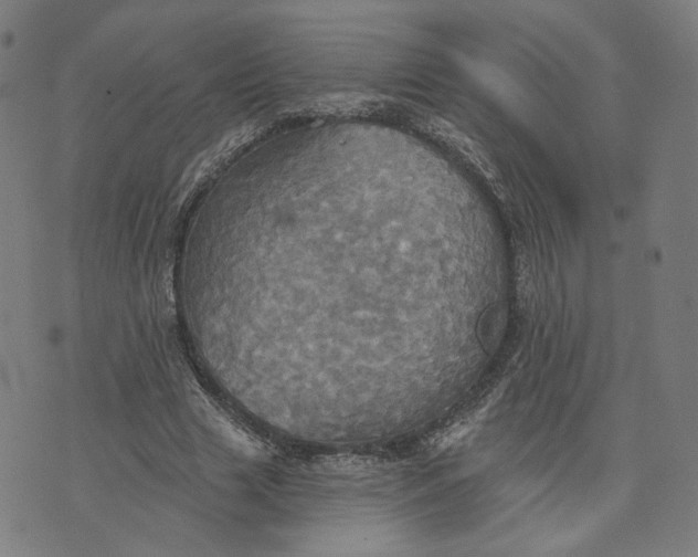 X0000070360633200606231623