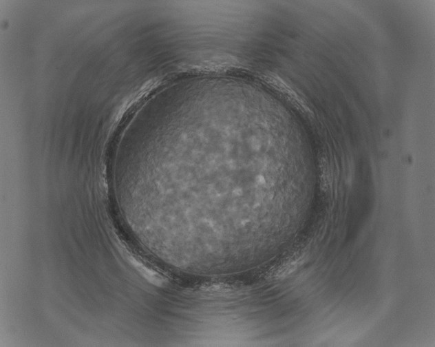 X0000070360634200606231623