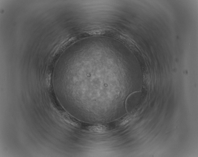 X0000070360652200606231623