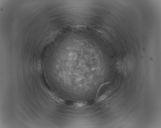 X0000070360662200606231624