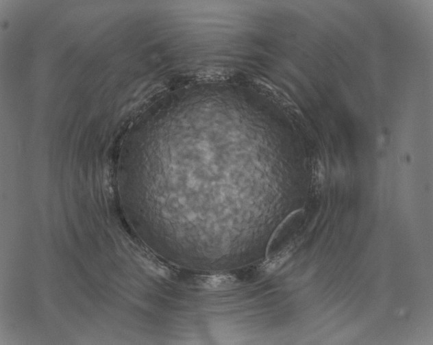 X0000070360663200606231624