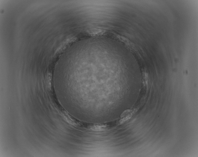 X0000070360664200606231624