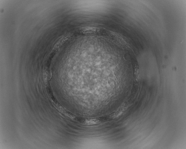 X0000070360753200606231622