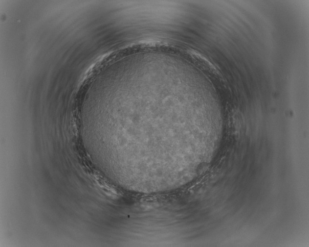 X0000070360776200606231621