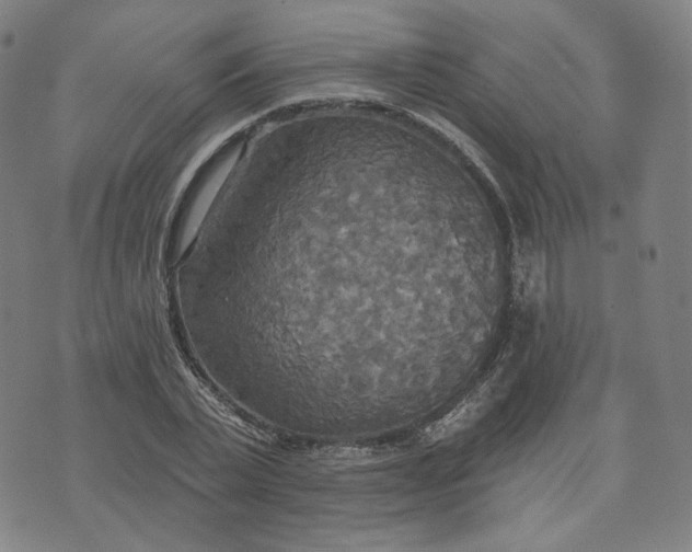 X0000070360783200606231621